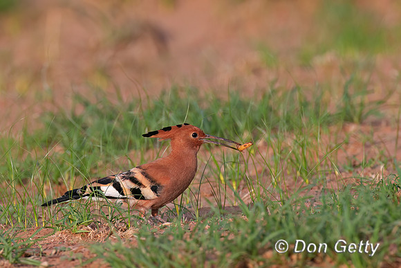 Hoopoe