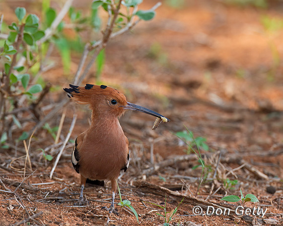 Hoopoe