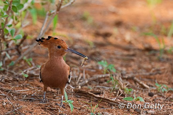 Hoopoe