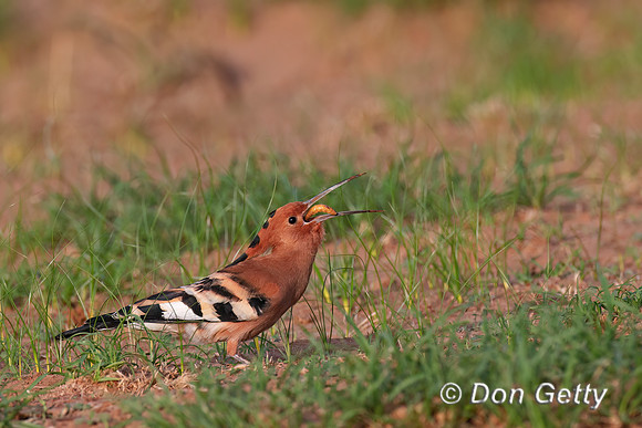 Hoopoe