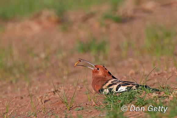 Hoopoe