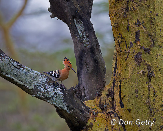 Hoopoe