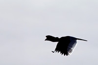 Black-and-white-casqued Hornbill