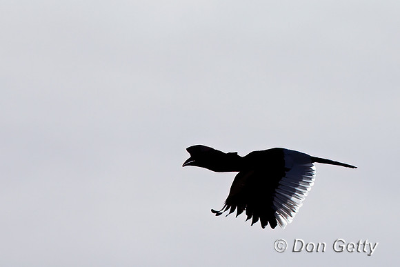 Black-and-white-casqued Hornbill
