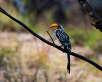 Yellow-billed Hornbil