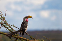 Yellow-billed Hornbil