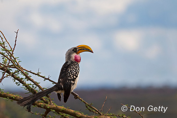 Yellow-billed Hornbil
