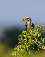 Yellow-billed Hornbil