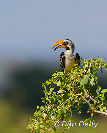 Yellow-billed Hornbil