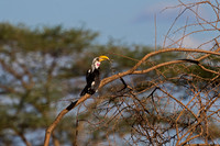 Yellow-billed Hornbil