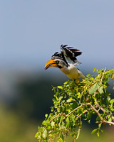 Yellow-billed Hornbil