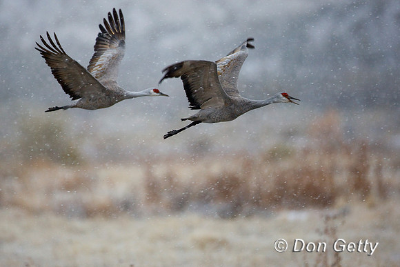 Sandhill Crane