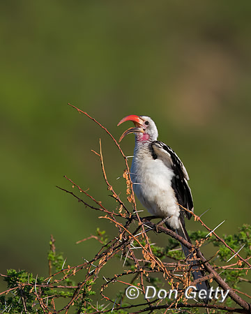 Red-billed Hornbill