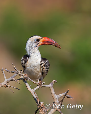 Red-billed Hornbill