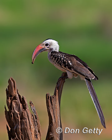 Red-billed Hornbill