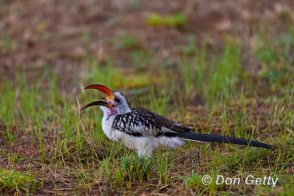 Red-billed Hornbill