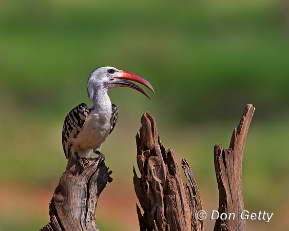 Red-billed Hornbill