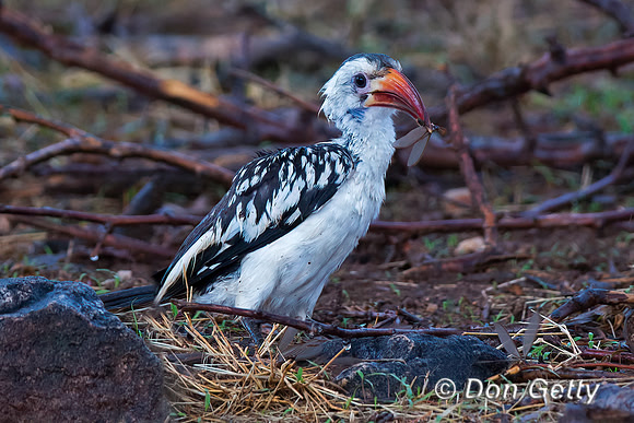 Red-billed Hornbill