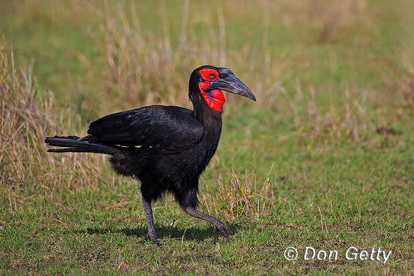 Southern Ground Hornbill
