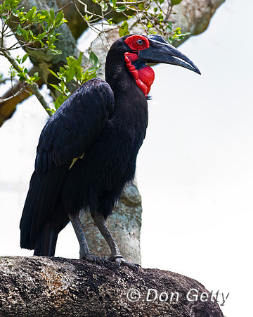 Southern Ground Hornbill