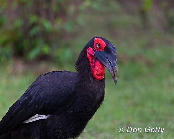 Southern Ground Hornbill