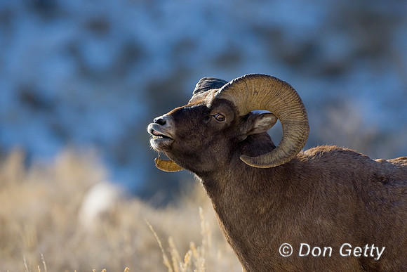 Bighorn Sheep