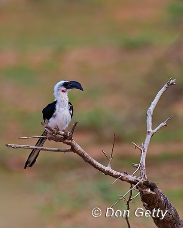 Von Der Decken's Hornbill