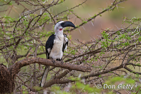 Von Der Decken's Hornbill