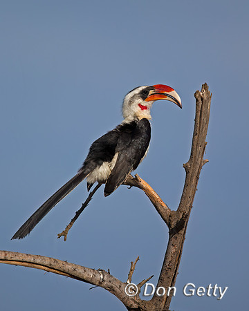 Von Der Decken's Hornbill