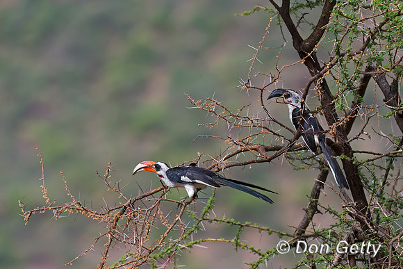 Von Der Decken's Hornbill