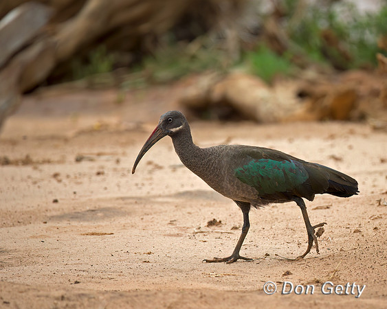 Hadeda Ibis