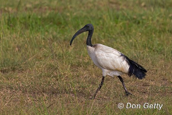 Sacred Ibis