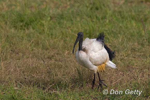 Sacred Ibis