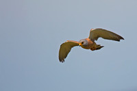 Lesser Kestrel
