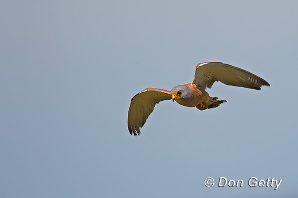 Lesser Kestrel