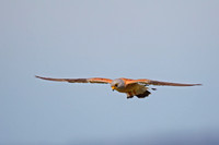Lesser Kestrel