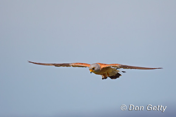 Lesser Kestrel