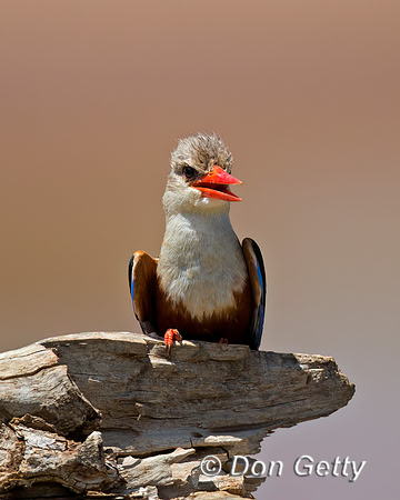 Grey-headed Kingfisher