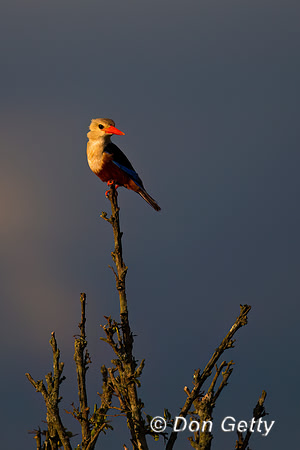 Grey-headed Kingfisher