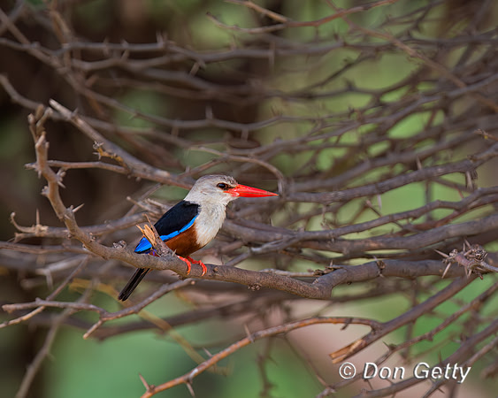 Grey-headed Kingfisher
