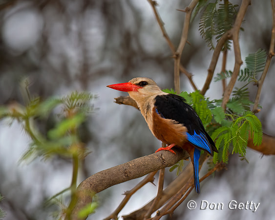 Grey-headed Kingfisher