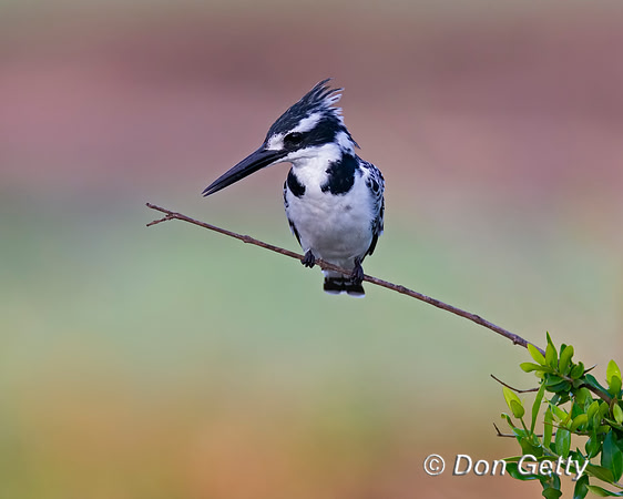 Pied Kingfisher