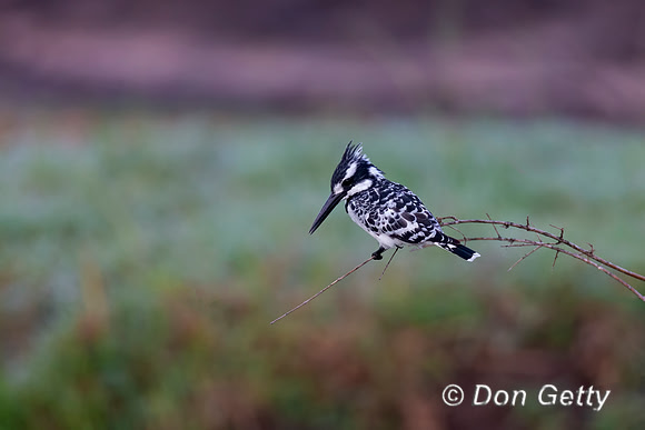 Pied Kingfisher