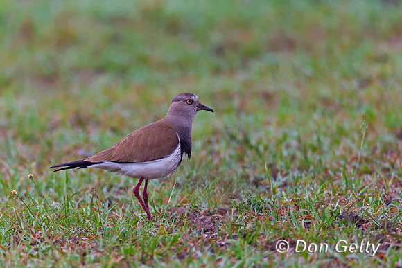 Black-winged Lapwing