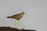 African Wattled Lapwing