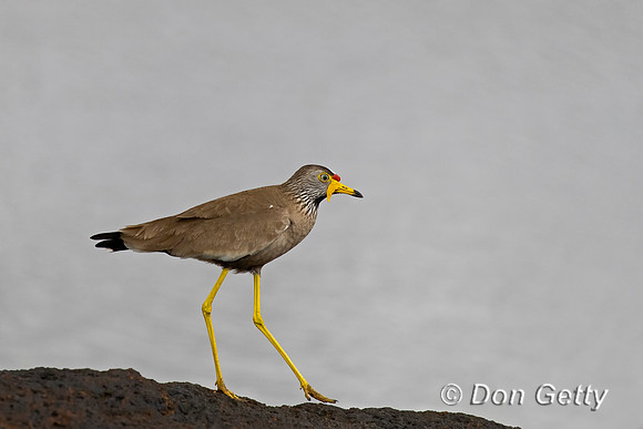 African Wattled Lapwing
