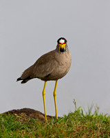 African Wattled Lapwing