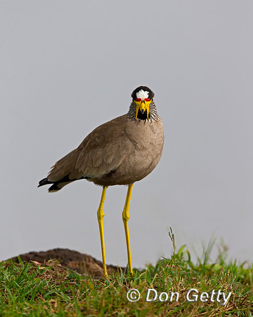 African Wattled Lapwing
