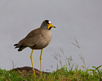 African Wattled Lapwing