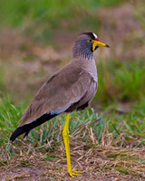African Wattled Lapwing